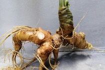 Đại gia chi tiền mua củ sâm Ngọc Linh 25 năm tuổi, giá 500 triệu