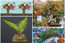 Khó tin loạt cây dại “lên đời” thành bonsai hút khách