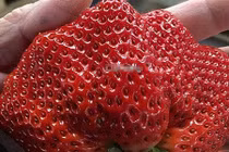 Dâu tây ''nữ hoàng" Nhật Bản đắt như vàng vẫn "cháy hàng"?