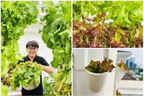 Vườn rau thủy canh đủ loại trong nhà “MC giàu nhất Việt Nam“