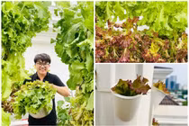 Vườn rau thủy canh đủ loại trong nhà “MC giàu nhất Việt Nam“