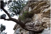 Loại gỗ đắt hơn vàng, mùi thơm nghìn năm không phai