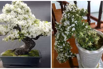 Mãn nhãn ngắm bạch tuyết mai bonsai tuyệt đẹp chưng Tết
