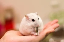 Chuột hamster “cháy hàng” trước Tết Canh Tý 2020