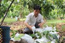 Anh nông dân có biệt tài khiến xoài 30 tuổi vẫn đậu sai quả