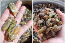 Chớm hè, ve sầu non nửa triệu đồng/kg bán đầy chợ mạng 