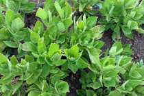 3 loại rau trước nhổ vứt đi nay giá hàng trăm nghìn