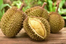 Sầu riêng đắt “khủng khiếp” 1,2 tỷ đồng/trái ngon cỡ nào?