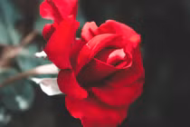 Trước kỳ nghỉ lễ 30/4, 3 con giáp đón nhiều tin vui 