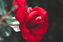 Trước kỳ nghỉ lễ 30/4, 3 con giáp đón nhiều tin vui 