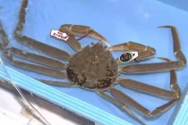 Cua tuyết Nhật Bản giá hơn 1,6 tỷ đồng có gì đặc biệt?