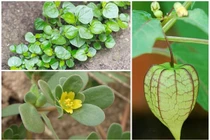 Rau mọc dại ở Việt Nam được nhiều nước xem là “thần dược” đắt cỡ nào?