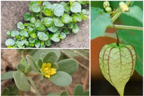 Rau mọc dại ở Việt Nam được nhiều nước xem là “thần dược” đắt cỡ nào?