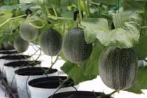Những trang trại dưa lưới Nhật Bản “hái ra tiền” ở VN