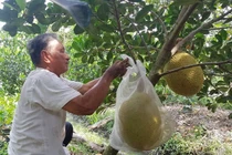 Cận cảnh vườn mít ruột đỏ đặc biệt nhất Việt Nam, trị giá tới 10 tỷ