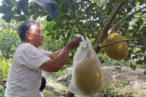 Cận cảnh vườn mít ruột đỏ đặc biệt nhất Việt Nam, trị giá tới 10 tỷ