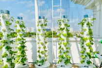 Mướt mắt vườn rau thủy canh thiết kế hiện đại trong nhà sao Việt