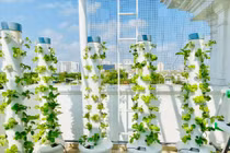 Mướt mắt vườn rau thủy canh thiết kế hiện đại trong nhà sao Việt
