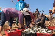 Hình ảnh ngư dân hốt bạc nhờ lộc biển đầu năm