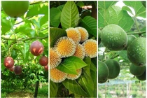 Bất ngờ 3 loại quả leo rào giúp nông dân “hốt bạc“