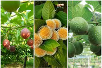 Bất ngờ 3 loại quả leo rào giúp nông dân “hốt bạc“