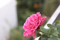 "Xin" tiền vợ mua nhà cho bồ, mất trắng vào đêm định mệnh