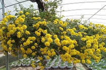 Cách trồng hoa cúc rủ tuyệt đẹp mẹ bỉm sữa đang thích mê