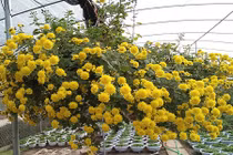 Cách trồng hoa cúc rủ tuyệt đẹp mẹ bỉm sữa đang thích mê