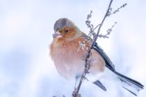 Ai sinh ngày Âm lịch này tính tình rộng rãi, quý nhân yêu quý