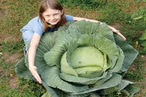 Phát sốt những cây bắp cải khổng lồ ngay trong vườn nhà