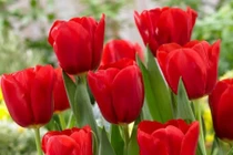 Những loài hoa ảnh hưởng xấu đến phong thủy không nên đem vào nhà