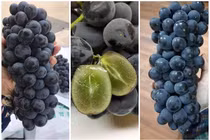 Sự thật “ngã ngửa” nho đen không hạt đội lối nho Ninh Thuận bán đầy chợ