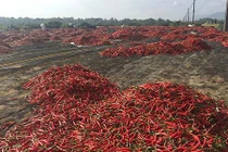 Nông dân Bình Định lỗ chỏng gọng vì ớt