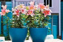 10 loại hoa dễ trồng, bạn nên thử ngay để đón Tết