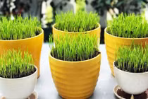 Bỏ túi cách trồng lúa cảnh siêu đẹp đón Tết