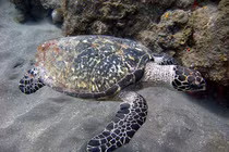 Tò mò rùa đồi mồi nặng 30 kg ở Nghệ An quý hiếm cỡ nào?