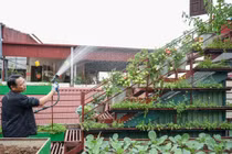 Mãn nhãn vườn rau 200 triệu trên sân thượng của ông bố Hà Nội