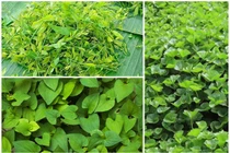 Bất ngờ những loại rau chẳng cần chăm vẫn kiếm tiền triệu