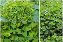 Bất ngờ những loại rau chẳng cần chăm vẫn kiếm tiền triệu