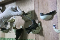 Về thủ phủ nuôi chim yến kiếm bạc tỷ tại Kiên Giang