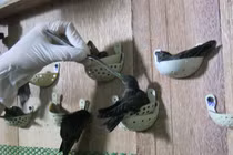 Về thủ phủ nuôi chim yến kiếm bạc tỷ tại Kiên Giang