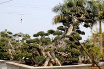 Phát sốt những cây duối "kịch độc" có hình dáng cực lạ