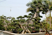 Phát sốt những cây duối "kịch độc" có hình dáng cực lạ