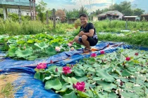 Độc nhất Việt Nam: 9X đào 20 hồ quanh nhà trồng 40 loài sen hiếm