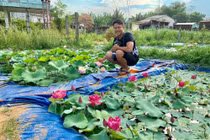 Độc nhất Việt Nam: 9X đào 20 hồ quanh nhà trồng 40 loài sen hiếm