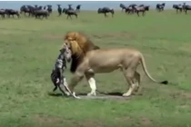 CLIP: Mới chào đời, ngựa vằn đã bị sư tử ăn thịt 