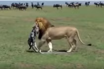CLIP: Mới chào đời, ngựa vằn đã bị sư tử ăn thịt 