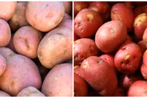 Chi tiết cách phân biệt khoai tây Trung Quốc “đội lốt” Đà Lạt 