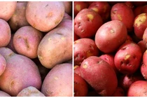Chi tiết cách phân biệt khoai tây Trung Quốc “đội lốt” Đà Lạt 