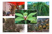 Giật mình thú vui chơi Tết “ném tiền” của đại gia Việt